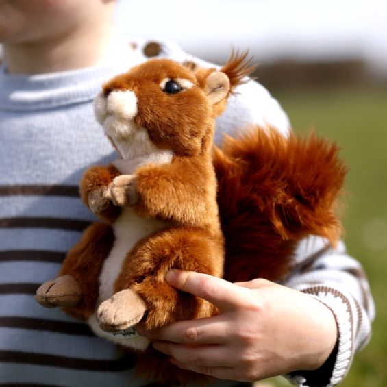 Squirrel soft toy new arrivals